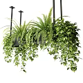 Indoor Hanging Basket Plants With Lush Ferns Trailing Ivy And Green Leaves