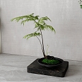 New Chinese Green Plant Bonsai 3d model