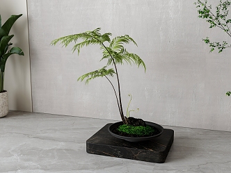 New Chinese Green Plant Bonsai 3d model