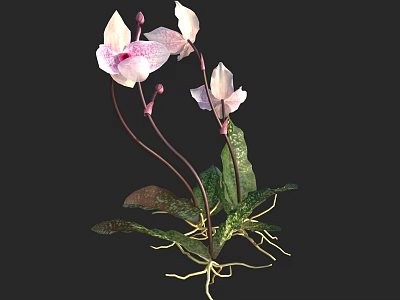 Pink And White Flowers With Green Leaves And Visible Roots Against Dark Background 3d model