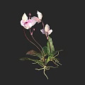 Pink And White Flowers With Green Leaves And Visible Roots Against Dark Background