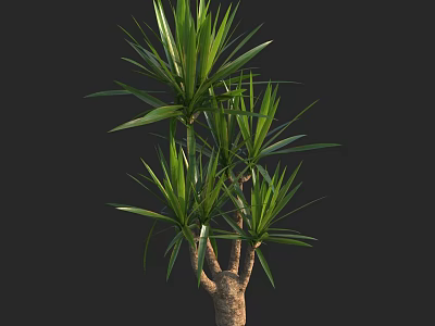 Green Shrub with Lush Long Leaves and Brown Trunk on Black Background 3d model
