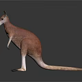 Realistic Reddish Orange And White Kangaroo Standing On Gray Gradient Background 3d model