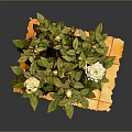 Yellow Flowering Potted Plant With Green Leaves In Red Pot On Yellow Mat