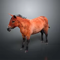 Brown Horse With Dark Mane Tail And Black Legs Standing Against Gray Background