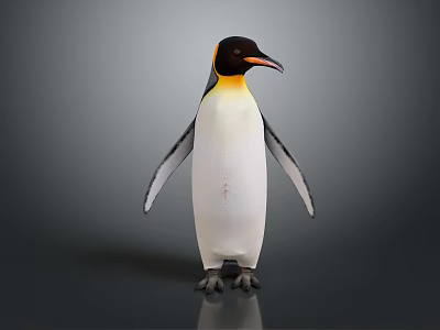 Standing Penguin with Black and White Body and Yellow Head Patch Against Gray Background 3d model