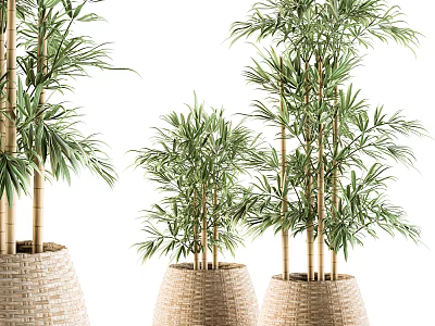 Bamboo Bonsai Potted Plants in Woven Planters with Lush Green Leaves and Various Heights 3d model