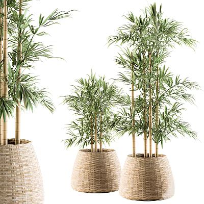 Bamboo Bonsai Potted Plants in Woven Planters with Lush Green Leaves and Various Heights 3d model