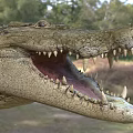 Large Crocodile Reptile With Open Mouth In Natural Grassland And Trees Habitat
