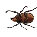 Modern unicorn rhinoceros beetle triangle beetle shell insect 3d model