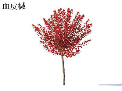 Acer Griseum Deciduous Tree With Vibrant Red Autumn Foliage And Ornamental Features 3d model