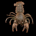 Detailed Brown Crayfish With Large Claws And Hard Exoskeleton Isolated On Black Background