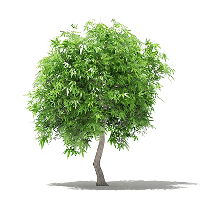 Vibrant Green Tree With Dense Foliage And Strong Healthy Trunk In Natural Scene 3d model