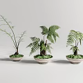 Three Fern Bonsai Potted Plants in Light Colored Pots on Gray Background