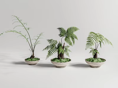 Three Fern Bonsai Potted Plants in Light Colored Pots on Gray Background 3d model