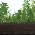 Aerial View Of Green Forest With Neatly Arranged Trees And Brown Ground