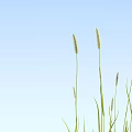 Green Tall Grass Plants Against Blue Sky Background With Natural Fresh Foliage