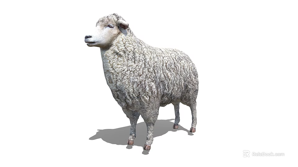 Realistic Fluffy Sheep With Thick Wool Standing In Isolated White Background 3d model