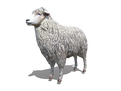 Realistic Fluffy Sheep With Thick Wool Standing In Isolated White Background 3d model