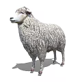 Realistic Fluffy Sheep With Thick Wool Standing In Isolated White Background 3d model
