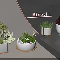 Stylish Display Of Various Succulents In White Pots On Wooden Stands Modern Setting
