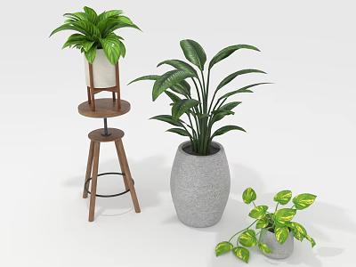 Indoor Decorative Plants with Lush Green Leaves in Wooden Stand and Concrete Pots 3d model