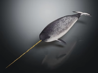 Narwhal Marine Creature With Long Golden Tusk Gray Body And White Underbelly In Dark Setting 3d model