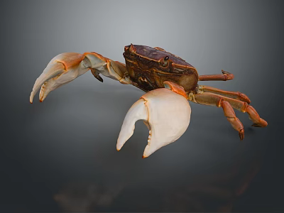 Brown and white crab with large claws displaying on dark background close up view 3d model