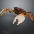 Brown and white crab with large claws displaying on dark background close up view