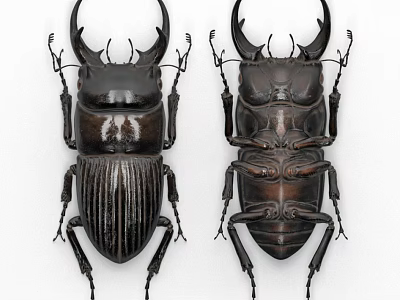 Flying Animals Stag Beetles With Large Mandibles And Shiny Exoskeleton Detailed 3d model