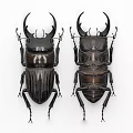 Flying Animals Stag Beetles With Large Mandibles And Shiny Exoskeleton Detailed