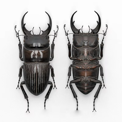 Flying Animals Stag Beetles With Large Mandibles And Shiny Exoskeleton Detailed 3d model