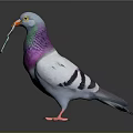 Gray White Pigeon With Purple Green Neck Holding Euro Banknote In Beak
