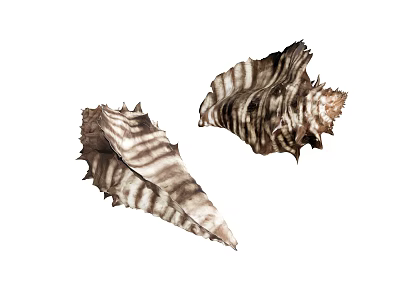 Ornaments Conch 3d model