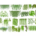 Different Types of Decorative Vines Hanging Climbing and Trailing Greenery for Home Garden Decoration