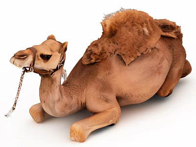 Brown Single Hump Camel Lying Down With Saddle Pad And Chain Reins 3d model