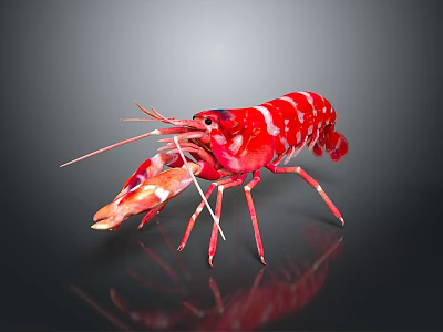 Red and white striped shrimp with long antennae and vivid coloration isolated on dark background 3d model
