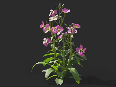 Vibrant Flower Plant With Pink Purple Blooms And Lush Green Leaves 3d model