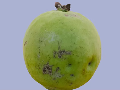 Fresh Green Guava Fruit with Brown Spots and Small Stem on Top 3d model