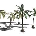 Coconut Tree 3d model