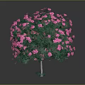 Blooming Ornamental Tree With Lush Green Leaves And Vibrant Pink Flowers