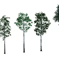 Various Arbor Trees With Green Foliage And Straight Trunks In Different Sizes 3d model