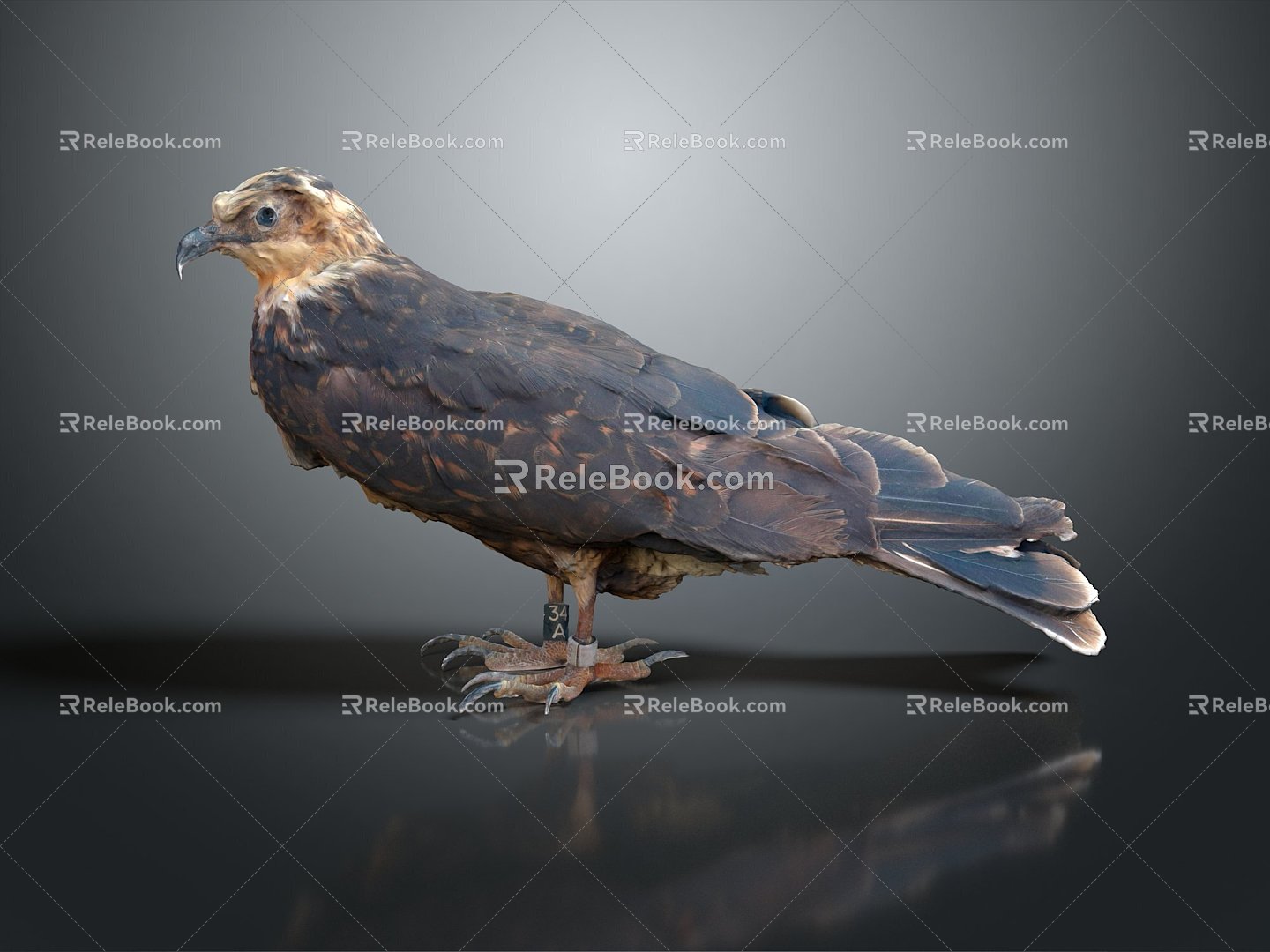 Modern Owl Eagle 3d model