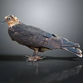Dark Brown Raptor Standing with Yellow Eyes and Claws on Black Surface Gray Background
