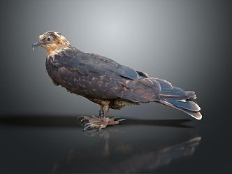 Modern Owl Eagle 3d model