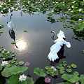 Vibrant Aquatic Plants With Lily Pads Lotus Flowers And White Cranes On Calm Water