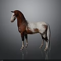 Brown and white horse standing against dark background with visible reflection