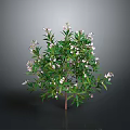 Ornamental Plant With Green Leaves And White Small Flowers In Dark Background