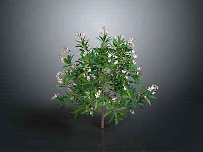 Ornamental Plant With Green Leaves And White Small Flowers In Dark Background 3d model