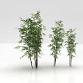 Three Bamboo Plants With Green Leaves On White Background And Reflection
